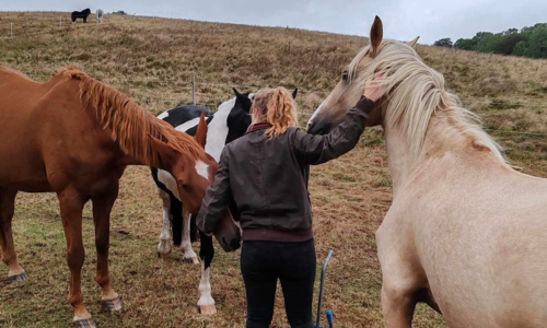Hannah and the Horses