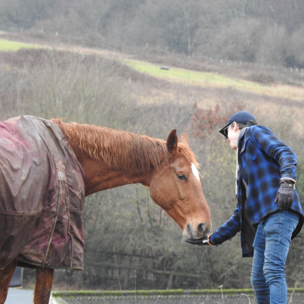 Feeding Horses With Ulcers