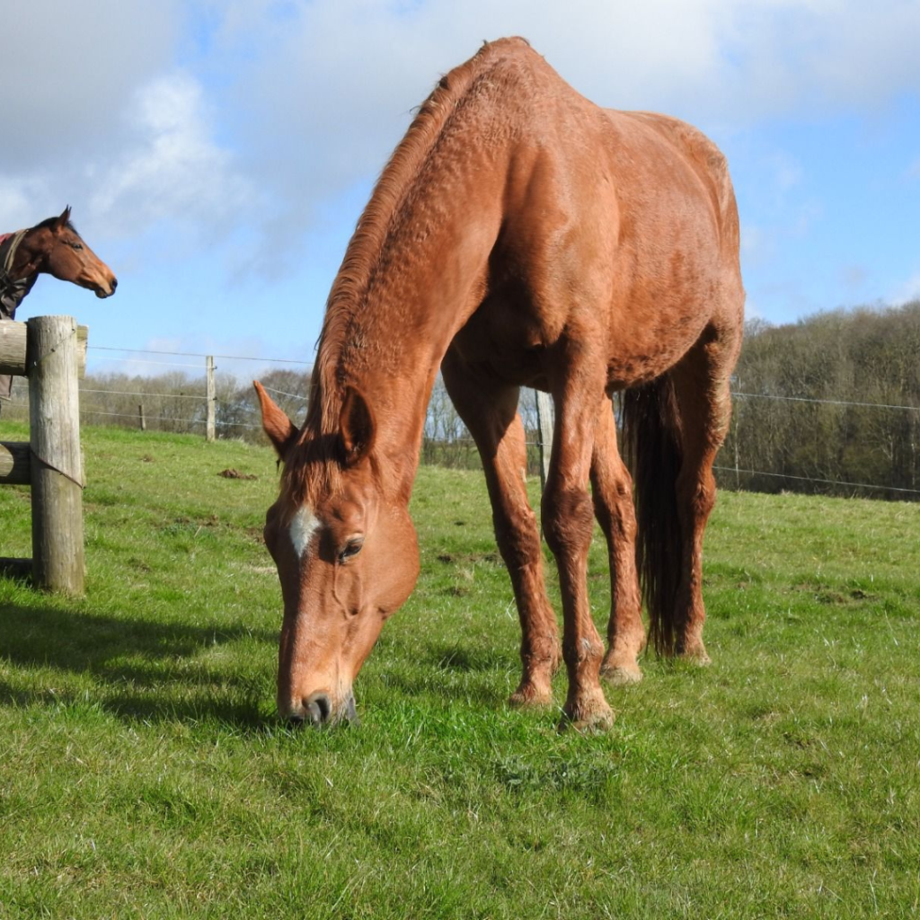 Knowing When It’s Time: Equine Euthanasia