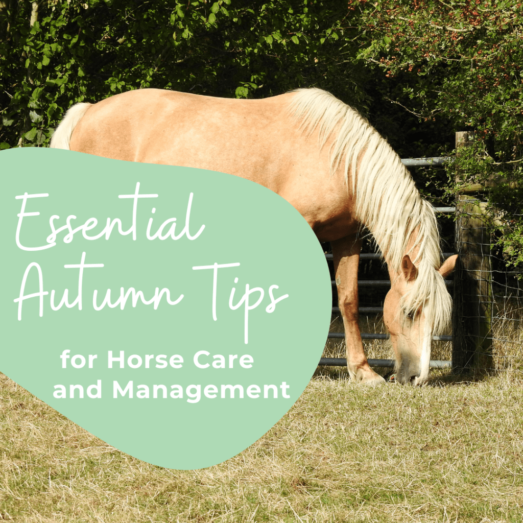 Essential Autumn Tips for Horse Care and&nbsp;Management